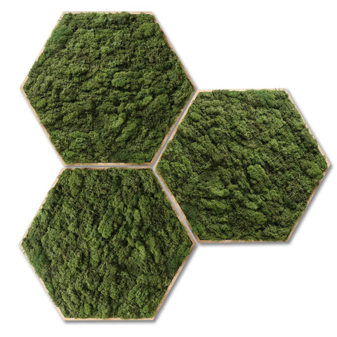 Hexagon wandtegel met groen rendiermos - set van 3