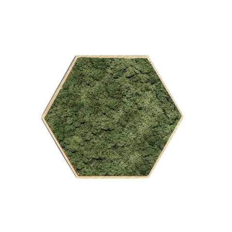Hexagon eiken wandtegel met groen rendeermos - ↑22cm / ø25cm