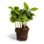 Coffea Arabica plant - ↑15cm / ø6cm