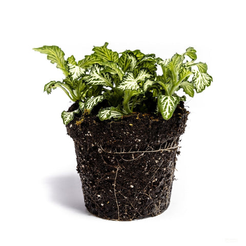 Fittonia plant - ↑15cm / ø6cm