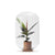 Moira Ficus Elastica - ↕40cm / ⌀25cm