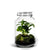 Jar - Coffea arabica plant - ↑30cm / ø18cm