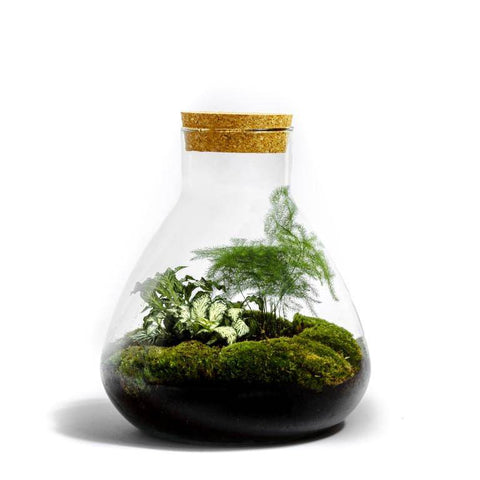 Erlenmeyer terrarium met 2 Botanische planten - ↑25cm / ø20cm / Glas
