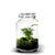 Jar - Asparagus plant - ↑30cm / ø18cm