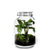 Jar - Calathea plant - ↑30cm / ø18cm