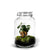 Jar - Ficus Ginseng plant - ↑30cm / ø18cm