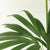 Howea Forsteriana - ↑110cm - ↑120cm -   / ⌀18cm -  ⌀24cm